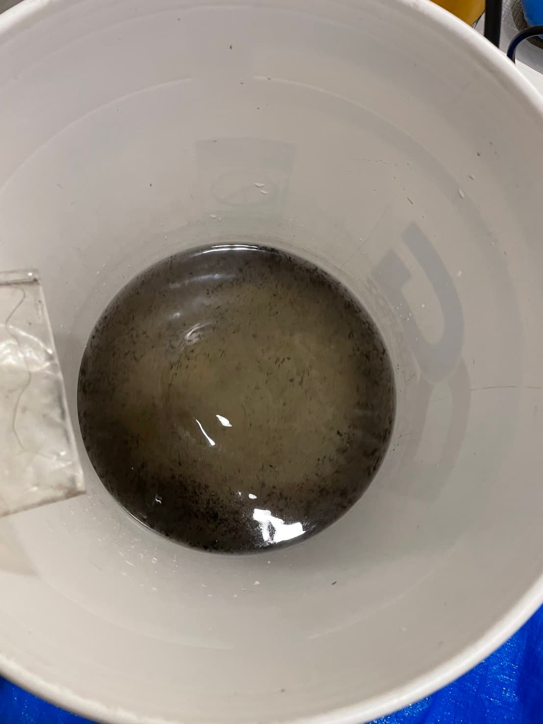 白いバケツに溜まった灰色がかった汚水と浮遊するゴミの写真